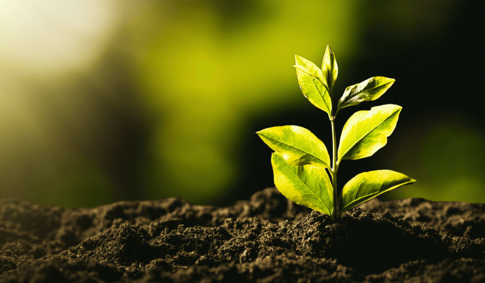 produtos de limpeza vegetais produtos orgânicos benefícios dos produtos vegetais